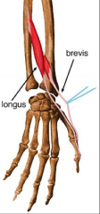O:  posterior surface of radius and interosseus membrane
I:  Base of proximal phalanx of thumb
A:  radial abductor of wrist, extensor of proximal phalanx of thumb and 1st metacarpal
Nerve:  Radial (posterior interosseus)