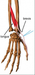 O:  Posterior surface of ulna and interosseus membrane just distal to abductor pollicis longus
I:  Distal phalanx of thumb
A:  Extends distal AND proximal phalanges of thumb, extends and ABDUCTS 1st metacarpal
Nerve:  Radial (posterior inteross...