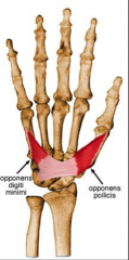 O:  Flexor retinaculum and trapezium
I:  Shaft of 1st metacarpal
A:  Opposition of thumb
Nerve:  Median nerve (recurrent branch)