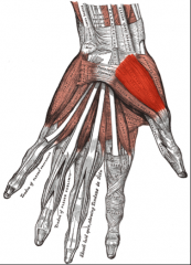 O:  Flexor retinaculum and trapezium
I:  shaft of 1st metacarpal
A:  Abduction of thumb
Nerve:  Median nerve (recurrent branch)