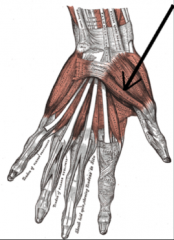 O:  Flexor retinaculum and trapezium
I:  Shaft of 1st metacarpal 
A:  Flexes thumb
Nerve:  Ulnar nerve