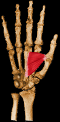 O:  Transverse head- from the shaft of the 3rd metacarpal
      Oblique head – from the bases of 1st, 2nd and 3rd metacarpals

I:  Base of the proximal phalanx of thumb
A:  Adducts thumb
Nerve:  Ulnar