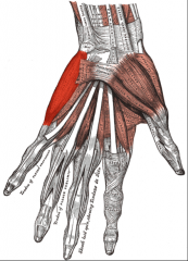 O:  Pisiform bone
I:  base of 5th proximal phalanx
A:  Abduction of little finger
Nerve:  Ulnar nerve- deep branch