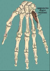 O:  Flexor retinaculum and hook of the hamate
I:  shaft of 5th metacarpal
A:  Opposition of 5th finger
Nerve: Ulnar nerve – deep branch