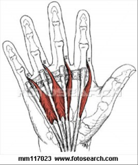 O:  Flexor digitum profundus tendons
I:  proximal phalanx of digits 2-5
A:  Extend IP joints (PIP AND DIP) and flex MP joints
Nerve:  1 and 2- median nerve
              3 and 4 – ulnar nerve