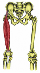 O:  AIIS
I:  Patellar tendon – tibial tuberosity
A:  Flex thigh, extend leg
Nerve:  Femoral