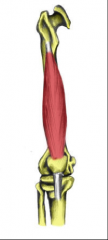 O:  Shaft of femur
I:  Patellar tendon
A:  Extend leg
Nerve:  Femoral