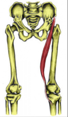 O:  ASIS
I:  Medial surface of tibia inferior to tibial tuberosity
A:  Flex thigh, flex leg, lateral rotation
Nerve:  Femoral