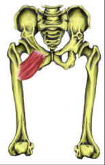 O:  Pectin pubis
I:  Pectinial line from lesser trochanter to linea aspera
A:  Adduct and medially rotate thingh
Nerve: Femoral