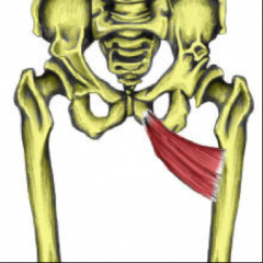 O:  Body and inferior ramus of pubis (same as gracilis)
I:  Inferior part of pectineal line and superior part of linea aspera
A:  Adduction and medial rotation of thigh
Nerve:  Obturator