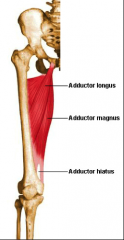O:  Ischiopubic ramus and ishial tuberosity
I:  Linea aspera and adductor tubercle
A:  Adduction and medial rotation of thigh
Nerve:  Obturator (except for the part on the ishial tuberosity=tibial)