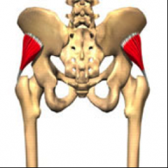 O:  Wing of Ilium
I:  Greater trochanter
A:  Abduction and medial rotation of thigh
Nerve:  Superior gluteal nerve