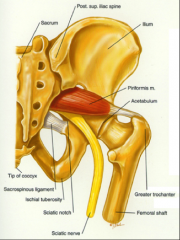 O:  Sacrum and Sacrotuberous ligament
I:  Medial side of greater trochanter
A:  Lateral rotation of thigh
Nerve:  Nerve to piriformis