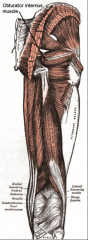 O:  Pelvic surface of the obturator membrane
I:  Greater trochanter
A:  Lateral rotation of thigh
Nerve:  Nerve to obturator internus