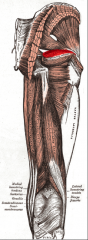 O:  Ischial spine
I:  Greater Trochanter
A:  Lateral rotation of the thigh
Nerve:  nerve to obturator internus