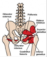 O:  Ischial tuberosity
I:  Intertrochanteric crest
A:  Lateral rotation of thigh
Nerve:  nerve to quadratus femoris