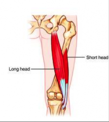 O:  Long head- Ischial tuberosity
      Short head- Lateral lip of linea aspera

I:  Lateral tibial condyle and head of fibula

A:  Extend thigh and flex leg

Nerve:  Long head – Tibial division of sciatic
	Short head – Peroneal divisi...
