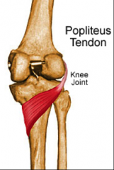 O:  Just inferior to lateral epicondyle of femur
I:  Posterior tibia just above popliteal line
A:  Flexion of leg and medial rotation of tibia; unlocks the knee
Nerve:  Tibial