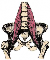 O:  Bodies and transverse processes of lumbar vertebrae
I:  Lesser trochanter of femur
A:  Flexion of thigh and slight adduction
Nerve: L2-L4