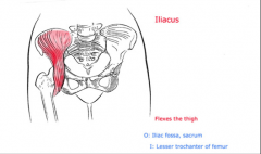O:  Iliac fossa
I:  Lesser trochanter
A:  Flexion and slight adduction 
Nerve:  Femoral