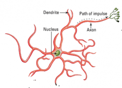 What neuron is this