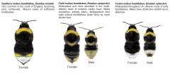 Cuckoo Bumblebees (Psithyrus)