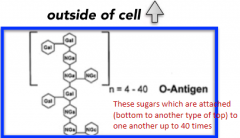 Multiple repeats of short olgiosaccharide
Highly variable between species and even strains within a species

These sugars repeat over and over and over again, attached to one another