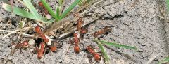 Cuckoo ants