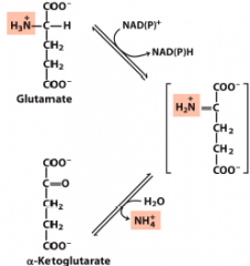 Glu+NAD(P)+ + H20--> alpha-ketoglutarate + NADPH + NH4+, Driven by NH4 removal