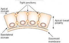 •Apical–basal polarity

•Contact with a basal basement membrane

•Extensive cell–cell contacts by specialized junctions

•Stationary