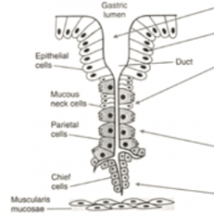 chief cells sit in the center of the pit because they rule the whole joint
parietal cells are their right hand man
mucous neck cells make up the neck (as opposed to the head)
epithelial cells are always on the surface