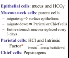 chief cells- important enzyme of the stomach

parietal cells- will always help with everything so HCL to activate pepsinogen and IF to help later absorb B12

epithrlial cells- always trying to protect our linings