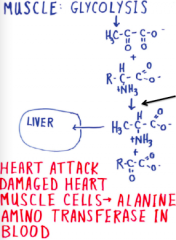 alanine aminotransferase
