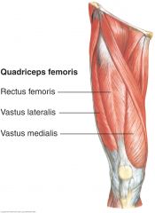 Tends to have a more lateral pull that alters patellar tracking, contributing to anterior knee pain


 


 