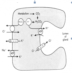 very ATP dependent Na/H pump