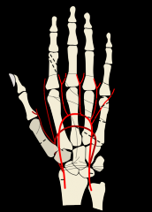 Each artery gives off a minor branch which anastomoses with the major branch of the opposite artery to form the superficial (major=ulnar) and deep (major=radial) palmar arch
