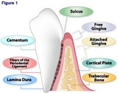 The area of the gingival cuff is critical in maintaining
the correct relationship between the gingiva and the
tooth, thereby protecting the deeper tissues of the
periodontal ligament and alveolar bone. There are a
number of cell types in this ...