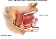 Submandibular salivary gland