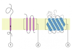α-helices (shown in pink) that have hydrophobic amino acidside chains (1 and 2 at left). In bacteria, there can also be large ‘barrel’structures consisting of β-pleated sheets (blue structures in 3).
