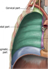1. Cervical/Cupula
2. Costal
3. Mediastinal
4. Diaphragm
