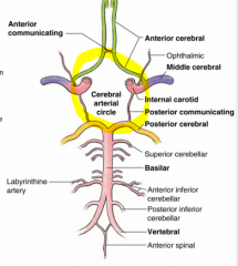 communication between internal carotid and vertebral arteries