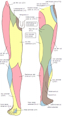 A


 


labelled as Last Thoracic nerve on diagram