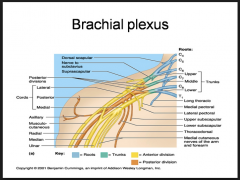 The thoracodorsal nerve is a branch of the posterior cord of the brachial plexus, and is made up of fibres from the posterior divisions of all three trunks of the brachial plexus.

It derives its fibers from the sixth, seventh, and eighth cervica...