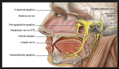 C



Anterior 2/3rds of tongue

• Somatic afferent: lingual nerve branch of V3 of the trigeminal nerve

• Taste: chorda tympani branch of facial nerve (carried to the tongue by the lingual nerve)

Posterior 1/3rd of tongue

• Somatic a...