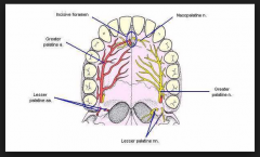 A



http://ozradonc.wikidot.com/anatomy:focused-hard-palate

“The hard palate is innervated by branches of the maxillary nerve, both of which initially pass through the pterygopalatine ganglion. The greater palatine nerve descends through th...