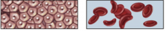 Name these cell shapes