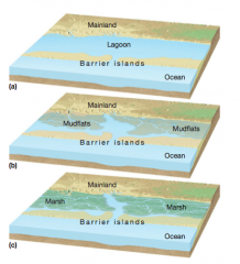 Barrier islands are separated from the mainland by lagoons (a). With the passage of time, the lagoons often become choked with sediment and become converted to mudflats (b) or marshes (c).