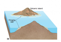 Coral reef formation around a sinking volcano. (a) Around a newly formed volcano rising above the water of a tropical ocean, secretions from coral polyps living along the shallow-water flanks of the volcano accumulate into a fringing reef attached...