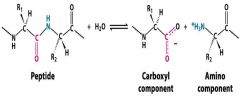 what kind of  catalyses does proteinase catalyse in this reaction?