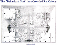 What did Calhoun's (1962) experiment about 'behavioral sink' reveal about population density?